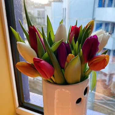 OpenGraph image for photo.cate.blog/2021/01/tulips-%f0%9f%8c%b7-2/