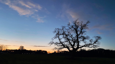 OpenGraph image for photo.cate.blog/2021/02/%f0%9f%8c%b3-18/