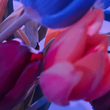 OpenGraph image for photo.cate.blog/2021/02/%f0%9f%8c%b7-11/