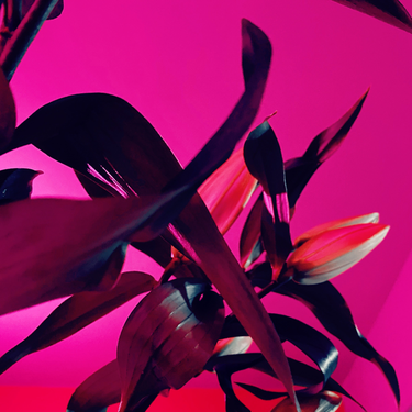 OpenGraph image for photo.cate.blog/2021/02/%f0%9f%8c%b8-6/