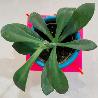 OpenGraph image for photo.cate.blog/2021/02/%f0%9f%aa%b4-3/