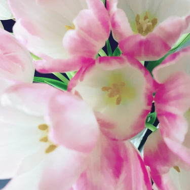 OpenGraph image for photo.cate.blog/2021/02/pretty-in-pink-%f0%9f%92%96/