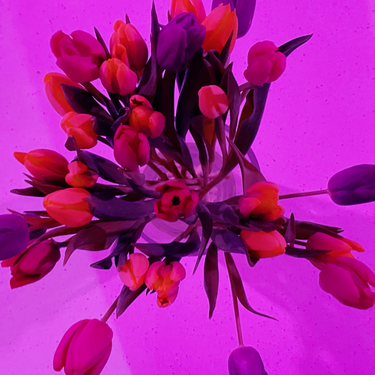 OpenGraph image for photo.cate.blog/2021/02/tulips-%f0%9f%8c%b7-3/