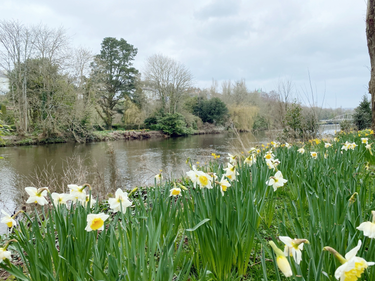 OpenGraph image for photo.cate.blog/2021/03/daffodils/