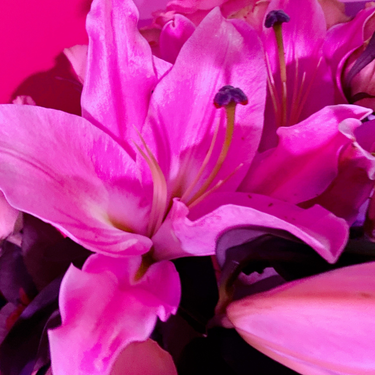 OpenGraph image for photo.cate.blog/2021/03/pink/