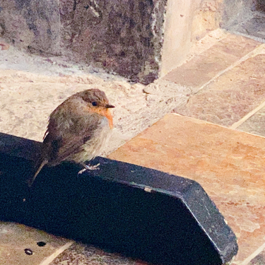 OpenGraph image for photo.cate.blog/2021/03/robin/