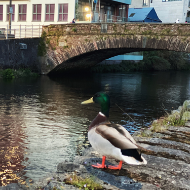 OpenGraph image for photo.cate.blog/2021/04/%f0%9f%a6%86/