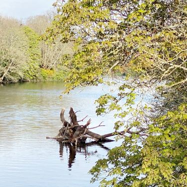 OpenGraph image for photo.cate.blog/2021/04/%f0%9f%aa%b5/