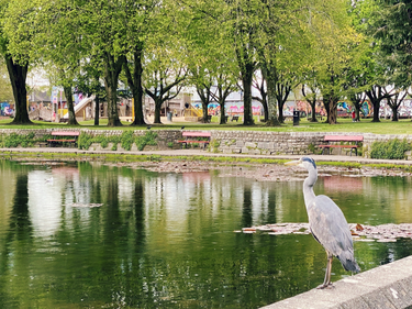 OpenGraph image for photo.cate.blog/2021/04/heron/