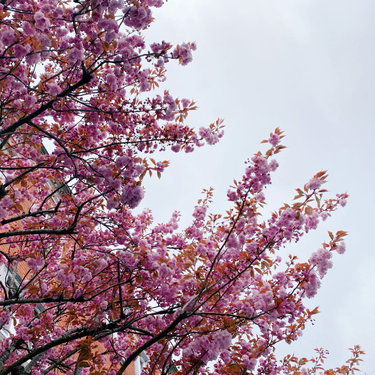 OpenGraph image for photo.cate.blog/2021/04/spring-%f0%9f%8c%b8/