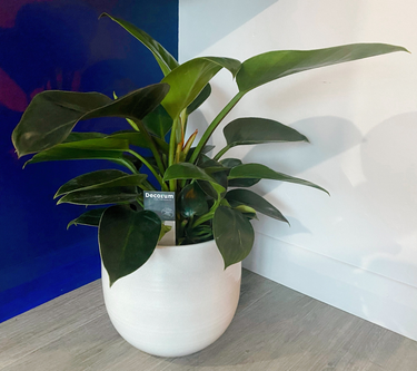 OpenGraph image for photo.cate.blog/2021/05/%f0%9f%aa%b4-4/