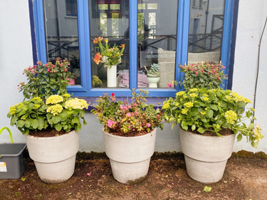 OpenGraph image for photo.cate.blog/2021/05/%f0%9f%aa%b4-5/