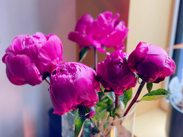 OpenGraph image for photo.cate.blog/2021/06/peonies-2/