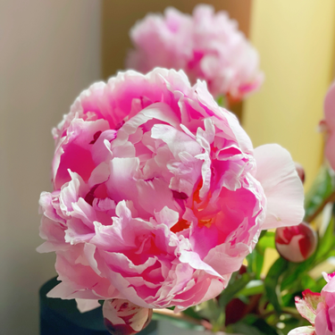 OpenGraph image for photo.cate.blog/2021/06/peony/