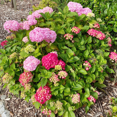 OpenGraph image for photo.cate.blog/2021/07/%f0%9f%8c%b8-8/