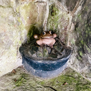 OpenGraph image for photo.cate.blog/2021/08/%f0%9f%90%b8/