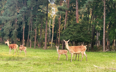 OpenGraph image for photo.cate.blog/2021/08/%f0%9f%a6%8c-2/