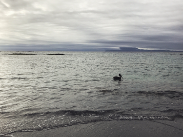 OpenGraph image for photo.cate.blog/2021/09/%f0%9f%a6%a2-4/