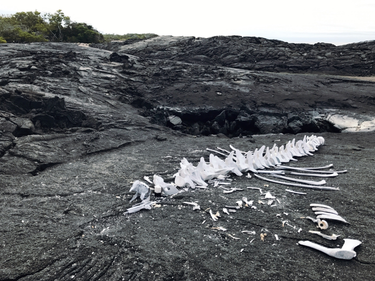 OpenGraph image for photo.cate.blog/2021/09/%f0%9f%a6%b4/