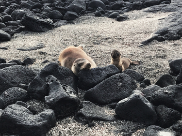 OpenGraph image for photo.cate.blog/2021/09/sea-lions-%f0%9f%a6%ad%f0%9f%a6%ad/