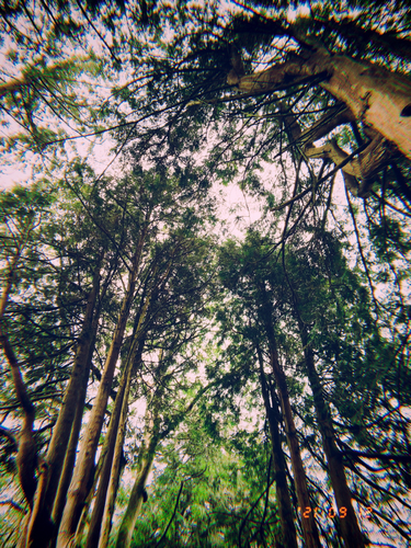 OpenGraph image for photo.cate.blog/2021/09/trees-%f0%9f%8c%b3/