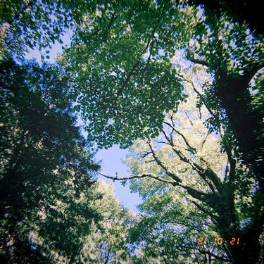 OpenGraph image for photo.cate.blog/2021/10/%f0%9f%8c%b3%e2%98%80%ef%b8%8f-2/