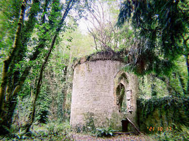 OpenGraph image for photo.cate.blog/2021/10/found-in-the-forest-%f0%9f%8c%b3/