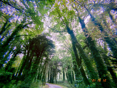 OpenGraph image for photo.cate.blog/2021/10/trees-%f0%9f%8c%b3-2/