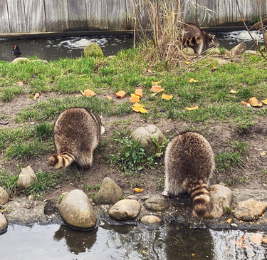 OpenGraph image for photo.cate.blog/2021/11/%f0%9f%8d%91%f0%9f%a6%9d/