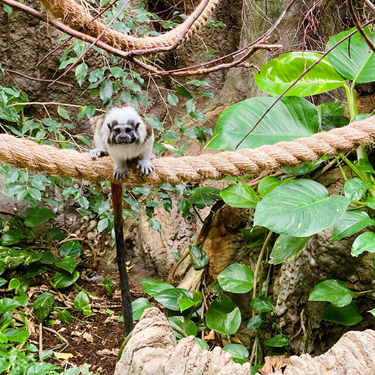 OpenGraph image for photo.cate.blog/2021/11/%f0%9f%90%92-2/