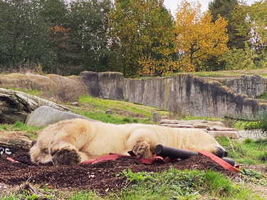 OpenGraph image for photo.cate.blog/2021/11/%f0%9f%90%bb%e2%80%8d%e2%9d%84%ef%b8%8f/