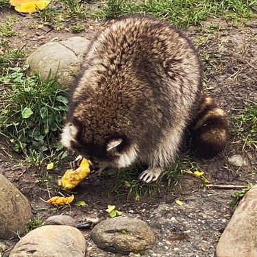 OpenGraph image for photo.cate.blog/2021/11/%f0%9f%a6%9d%f0%9f%a5%ad/