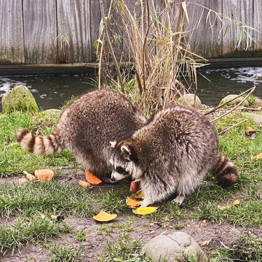 OpenGraph image for photo.cate.blog/2021/11/%f0%9f%a6%9d%f0%9f%a6%9d/