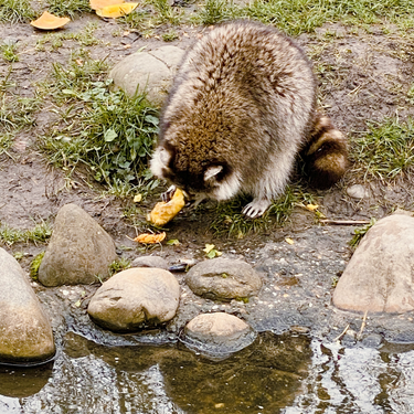 OpenGraph image for photo.cate.blog/2021/11/%f0%9f%a6%9d-12/