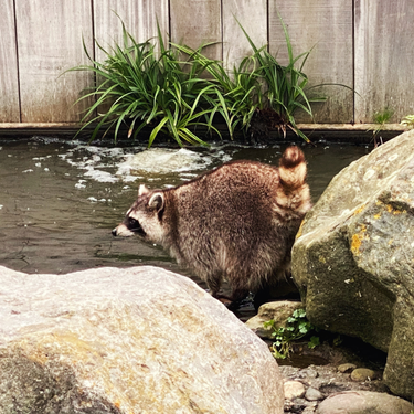 OpenGraph image for photo.cate.blog/2021/11/%f0%9f%a6%9d-13/