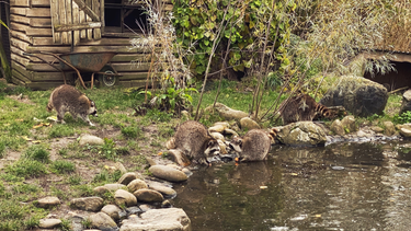 OpenGraph image for photo.cate.blog/2021/11/%f0%9f%a6%9d-oclock/