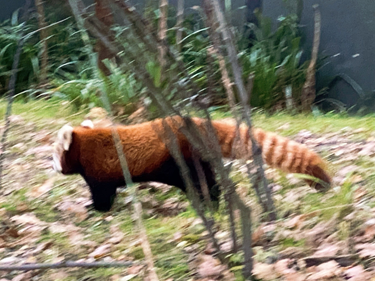 OpenGraph image for photo.cate.blog/2021/11/beautiful-tail-%f0%9f%92%96/