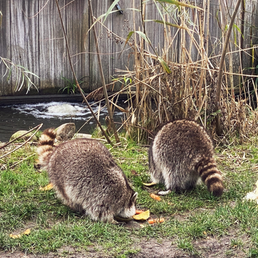 OpenGraph image for photo.cate.blog/2021/11/precious-%f0%9f%98%8d%f0%9f%a5%b0%f0%9f%a6%9d/