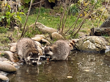 OpenGraph image for photo.cate.blog/2021/11/raccoons-%f0%9f%a6%9d%f0%9f%a6%9d/