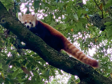 OpenGraph image for photo.cate.blog/2021/11/red-panda/