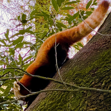 OpenGraph image for photo.cate.blog/2021/11/zoom-zoom-red-panda-on-the-move/