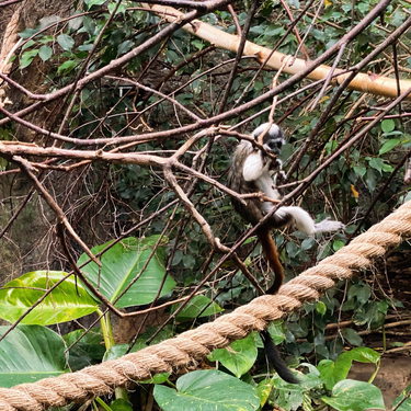 OpenGraph image for photo.cate.blog/2021/12/%f0%9f%90%92-3/