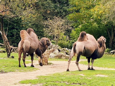 OpenGraph image for photo.cate.blog/2021/12/%f0%9f%90%aa%f0%9f%90%ab/