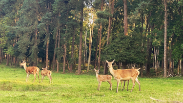 OpenGraph image for photo.cate.blog/2021/12/%f0%9f%a6%8c-3/