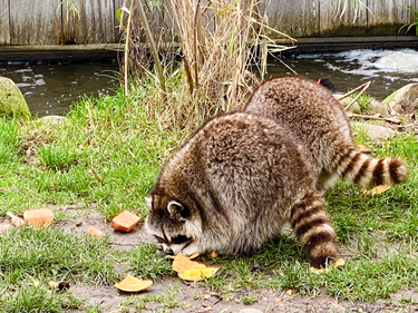 OpenGraph image for photo.cate.blog/2021/12/fluff-%f0%9f%a6%9d/