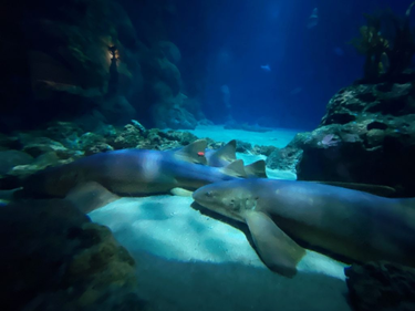 OpenGraph image for photo.cate.blog/2021/12/resting-%f0%9f%92%a4/