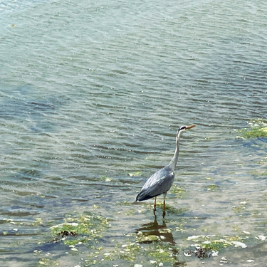 OpenGraph image for photo.cate.blog/2022/06/heron-3/