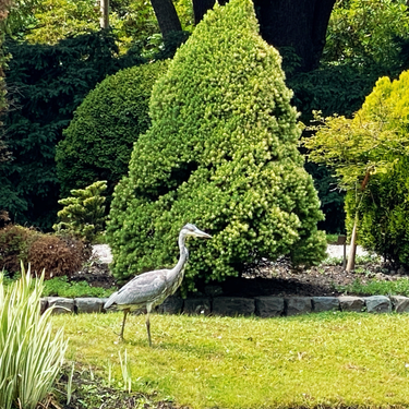 OpenGraph image for photo.cate.blog/2022/06/heron-4/