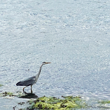 OpenGraph image for photo.cate.blog/2022/06/purpose/