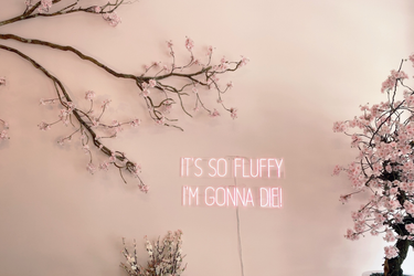 OpenGraph image for photo.cate.blog/2022/07/%f0%9f%a5%9e/